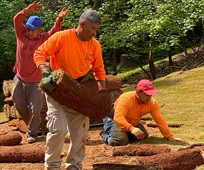 Crew in orange shirts laying sod rolls