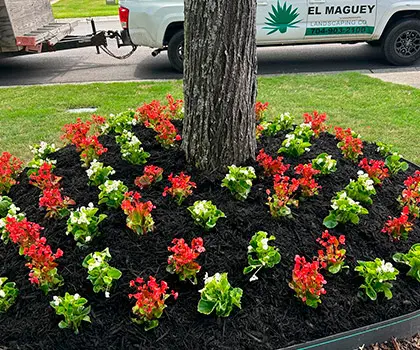 Flower bed with red and white flowers around a tree, El Maguey truck behind