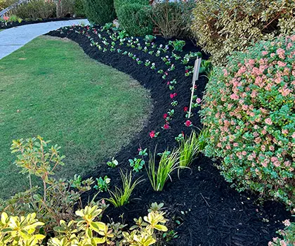 Planting bed with shrubs and flowers along a curved lawn edge